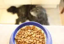 Comprendre l’importance des apports en protéines pour les croquettes de votre chien