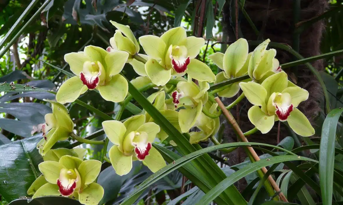 Pourquoi les feuilles de mon Cymbidium jaunissent ?