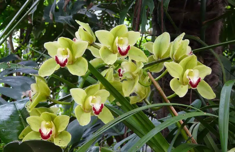 Pourquoi les feuilles de mon Cymbidium jaunissent ?