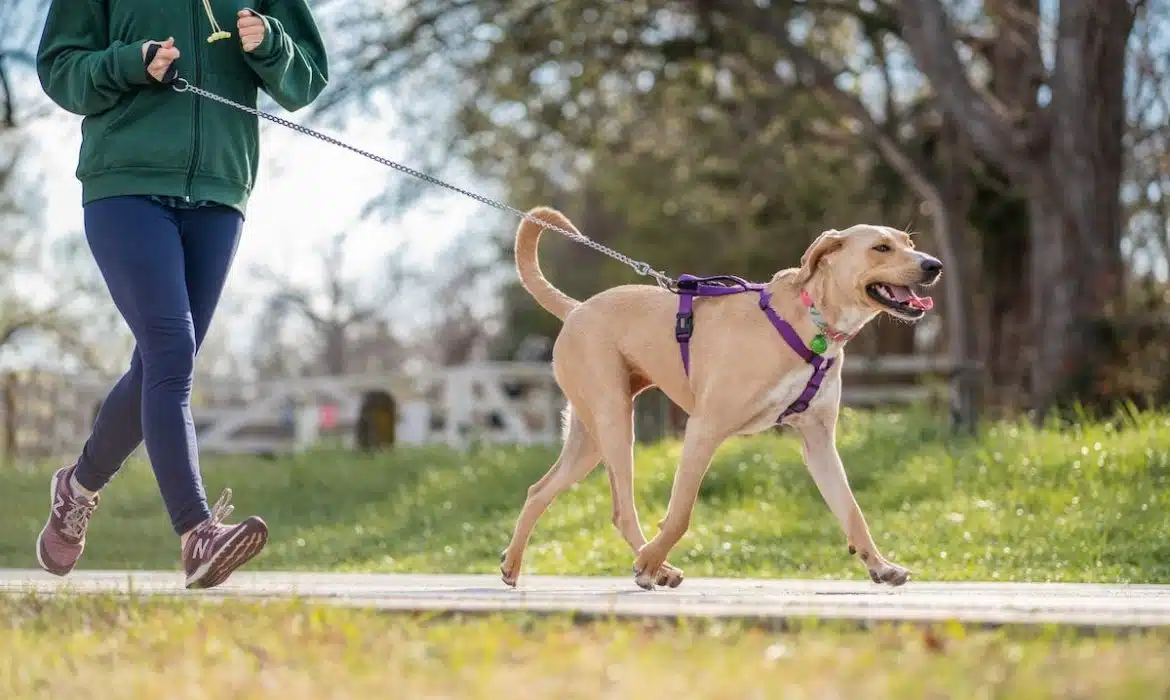 Les éléments à vérifier avant de choisir un harnais de canicross pour votre chien