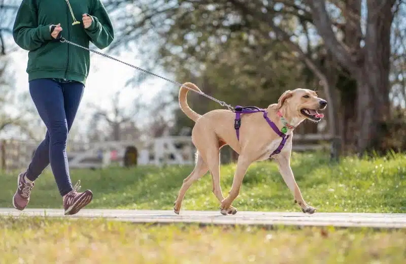 Les éléments à vérifier avant de choisir un harnais de canicross pour votre chien