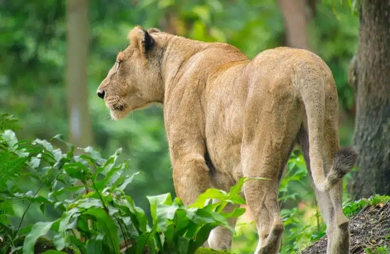 Le papier peint jungle animaux : une touche d’exotisme pour dynamiser votre intérieur