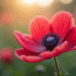 Fleur d'anémone en pleine floraison en gros plan