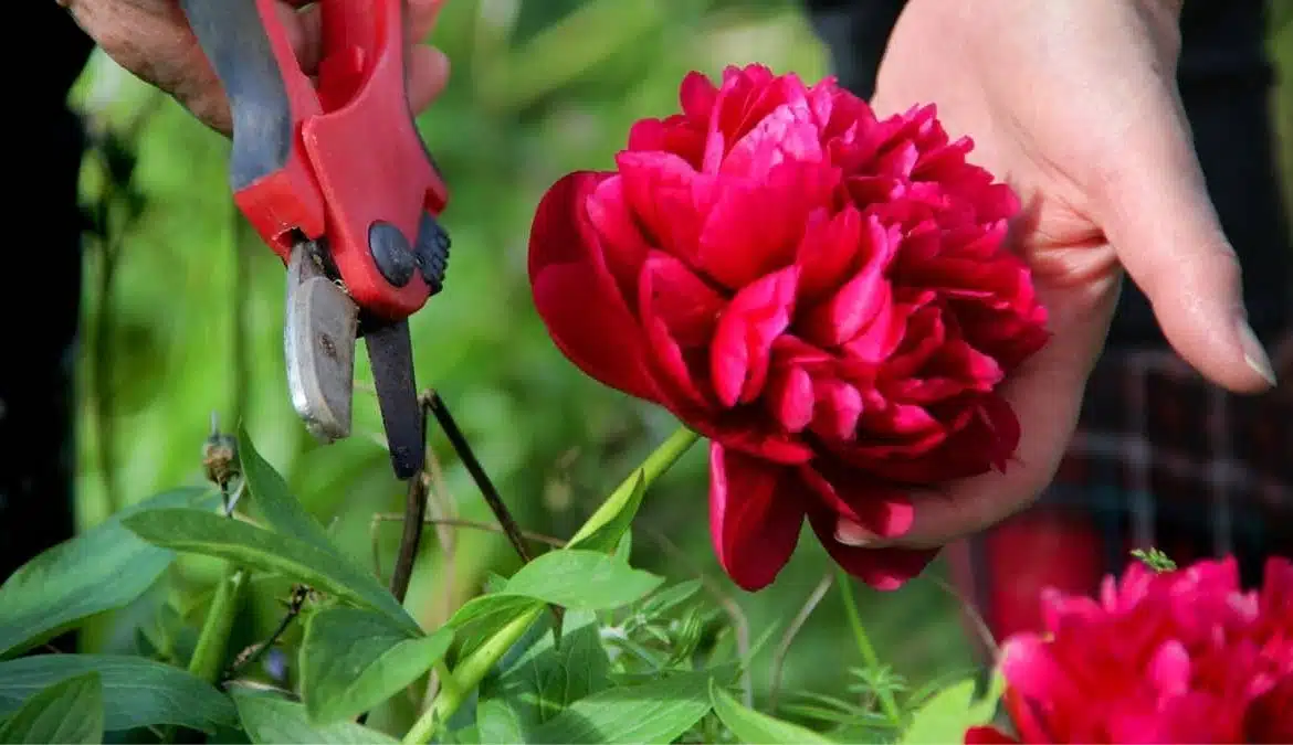 Pivoines : les meilleures techniques de bouturage