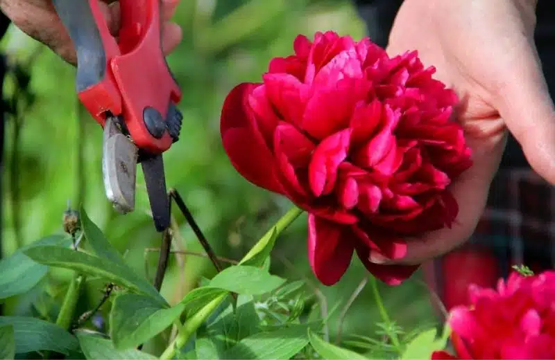 Pivoines : les meilleures techniques de bouturage