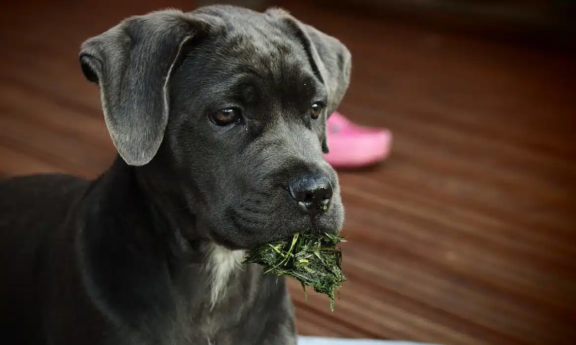 Peut-on facilement éduquer un Cane Corso ?