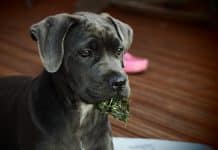 Peut-on facilement éduquer un Cane Corso ?