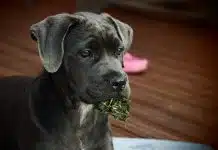 Peut-on facilement éduquer un Cane Corso ?