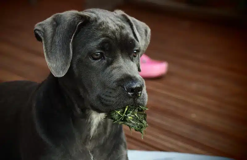 Jeune Cane Corso