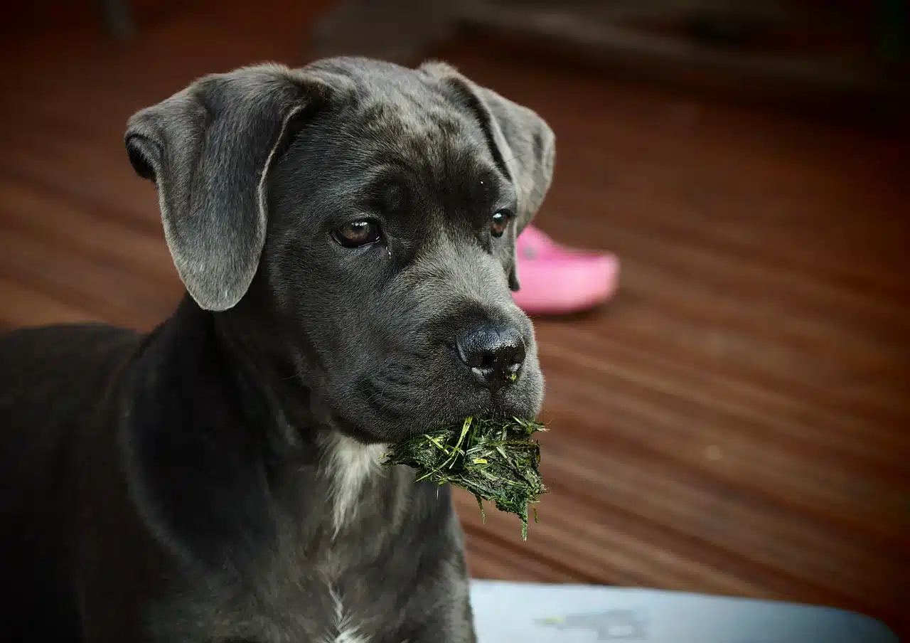Jeune Cane Corso
