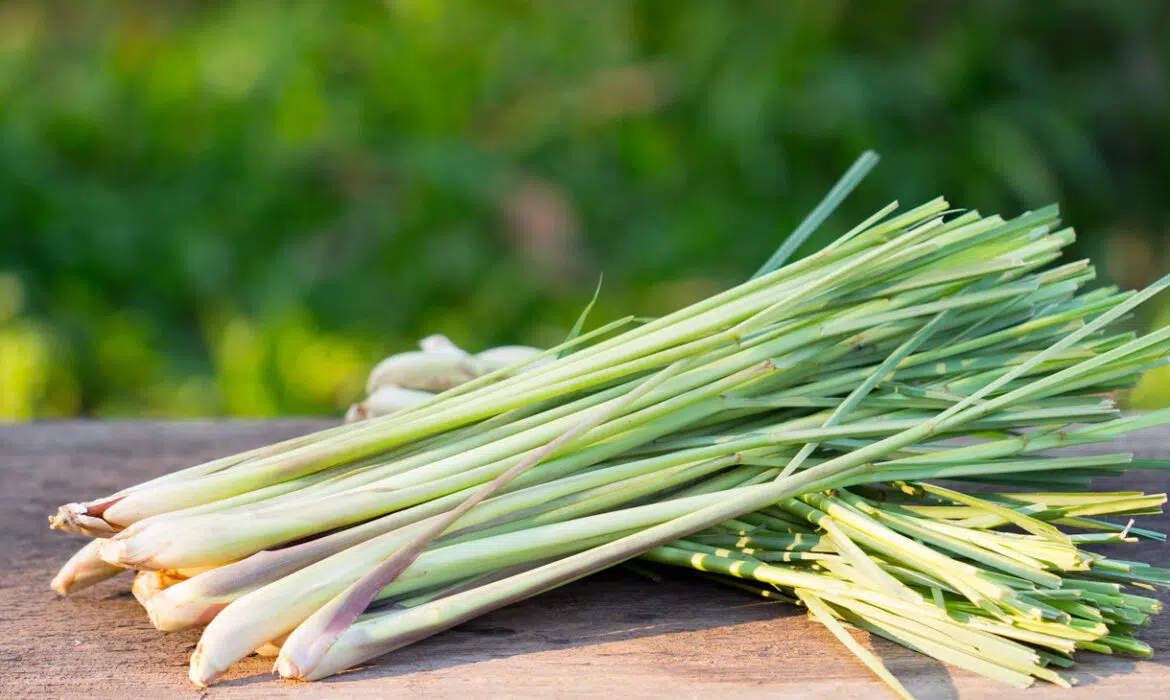 Quelles sont les vertus de la citronnelle ?