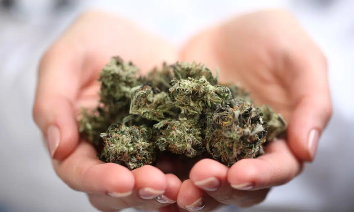 Comment reconnaissez-vous la résine CBD ?