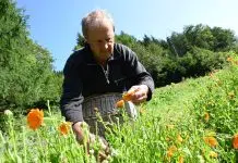 Quand récolter : le matin ou le soir ?