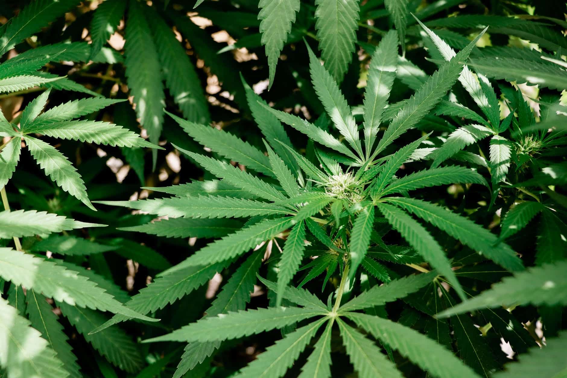 acheter du CBD