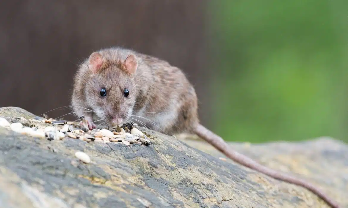 Nuisibles à Limoges : une liste des principaux envahisseurs