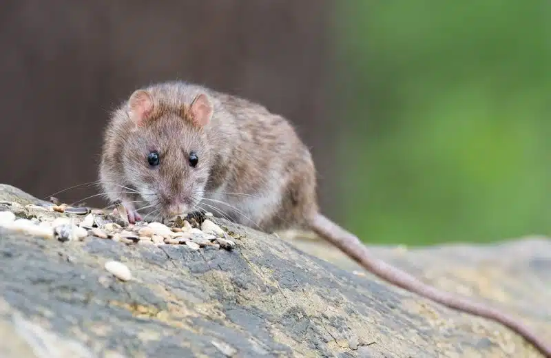 Nuisibles à Limoges : une liste des principaux envahisseurs