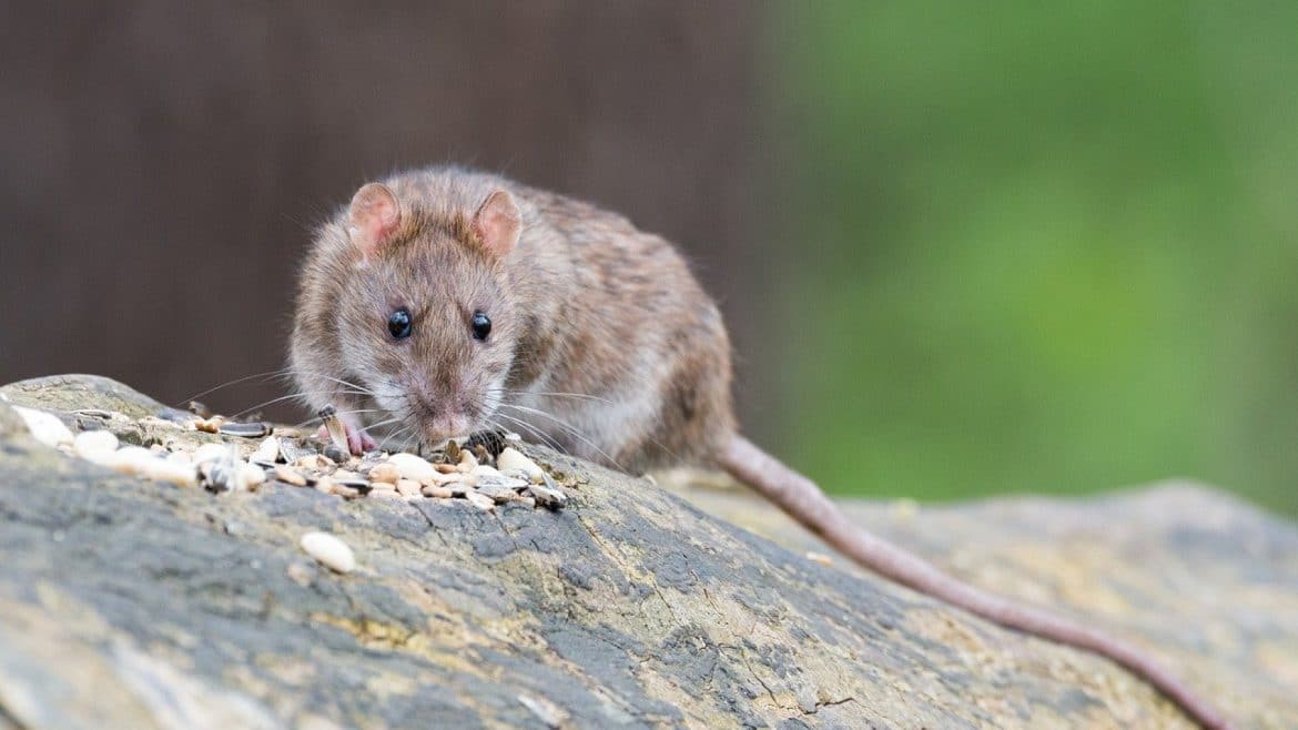 Nuisibles à Limoges : une liste des principaux envahisseurs