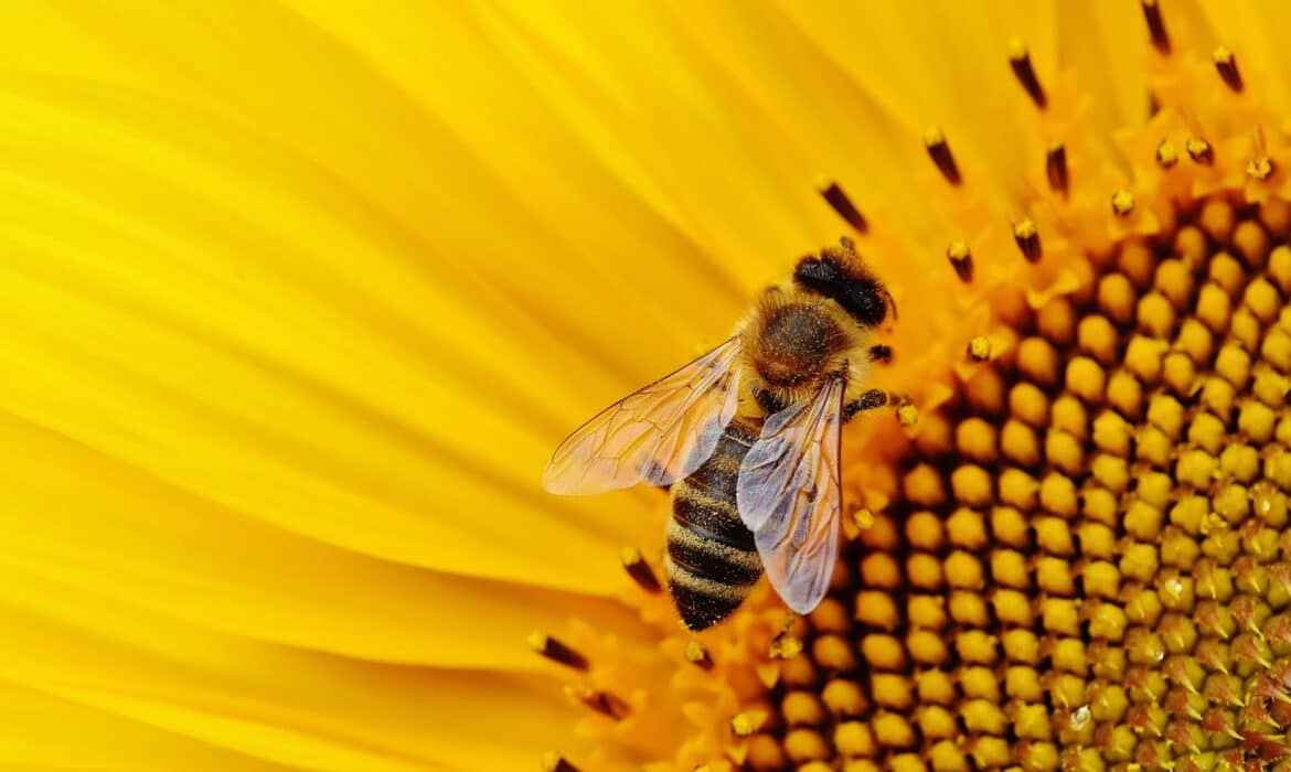 Pourquoi devez-vous essayer le parrainage d’abeilles ?