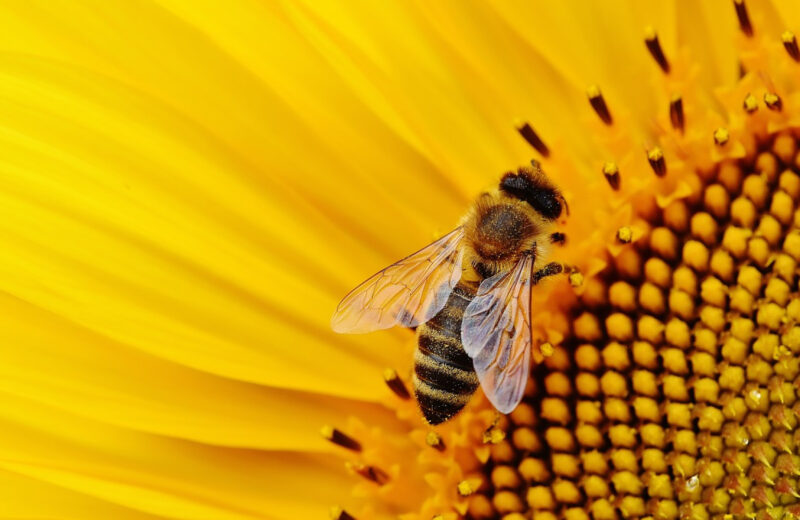 Pourquoi devez-vous essayer le parrainage d'abeilles ?
