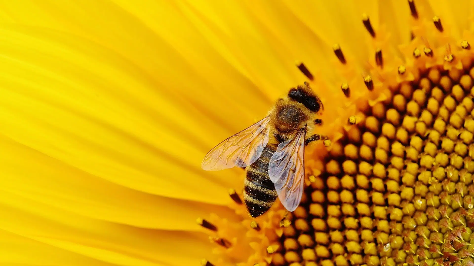 Pourquoi devez-vous essayer le parrainage d'abeilles ?
