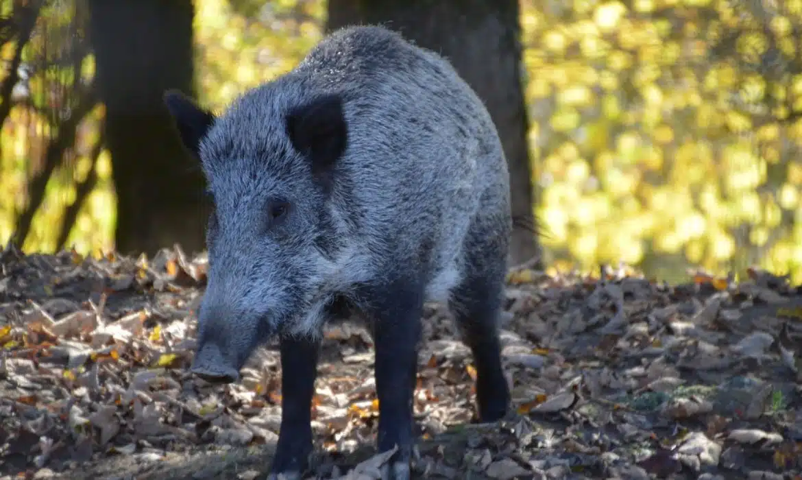 Quel équipement pour partir à la chasse ?