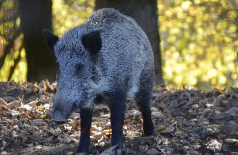 Quel équipement pour partir à la chasse ?