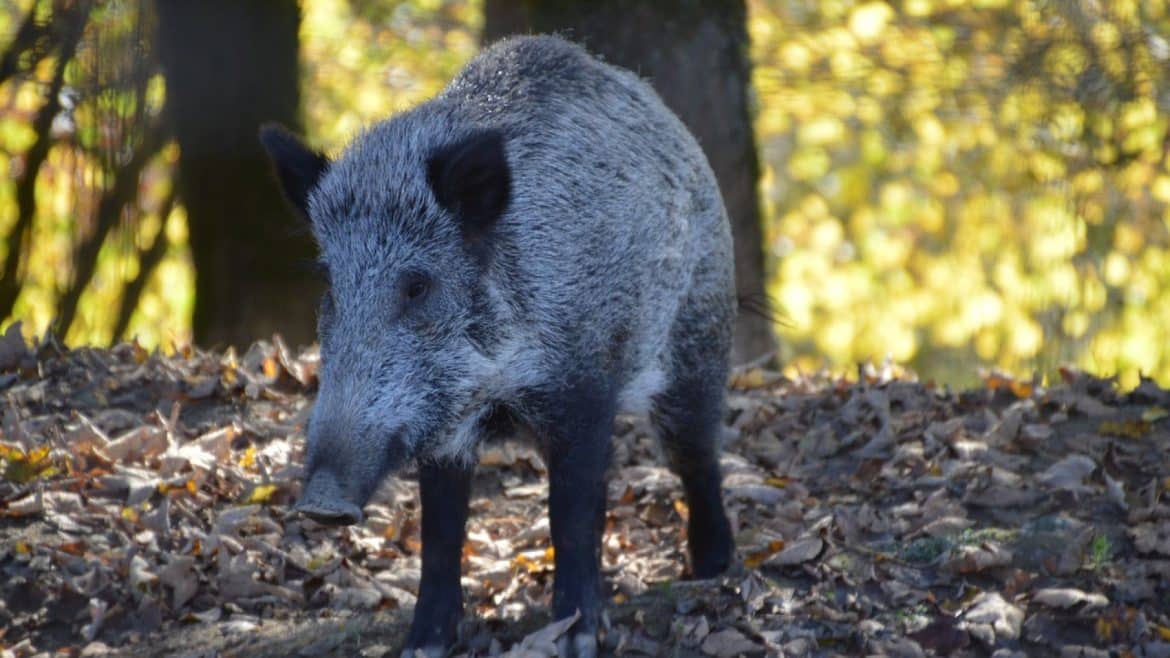 Quel équipement pour partir à la chasse ?