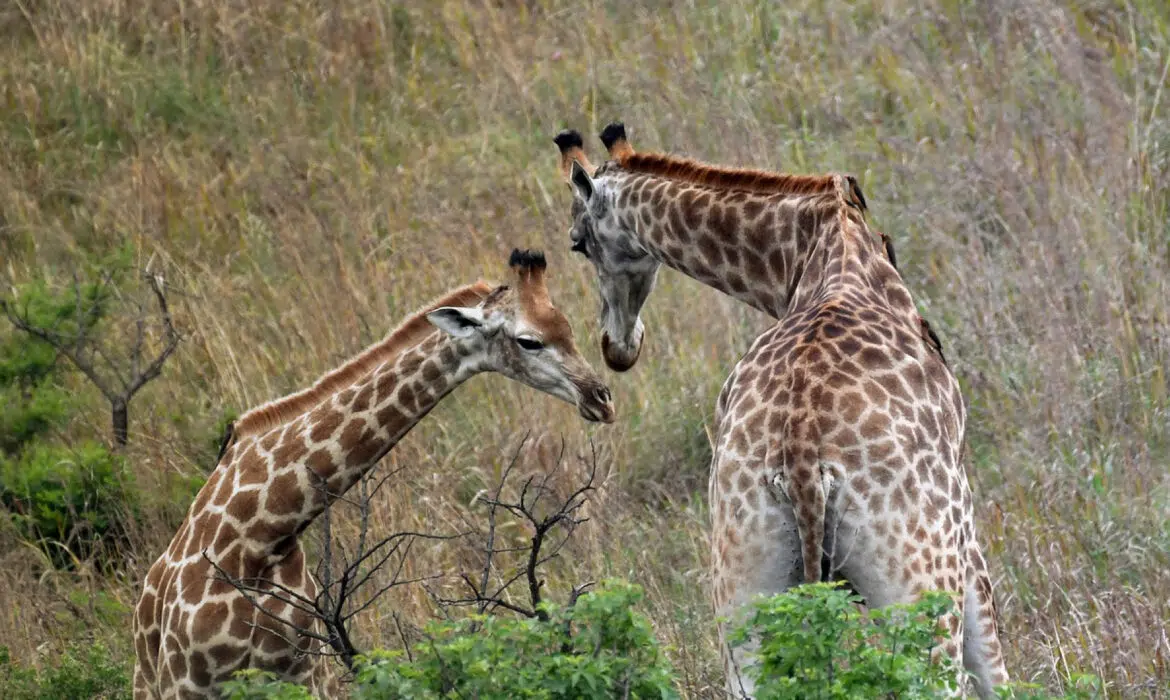 Voyager en Afrique de l’Est, quel pays visiter ?