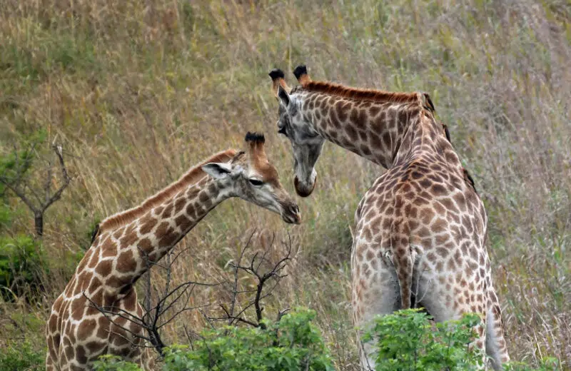 Voyager en Afrique de l’Est, quel pays visiter ?