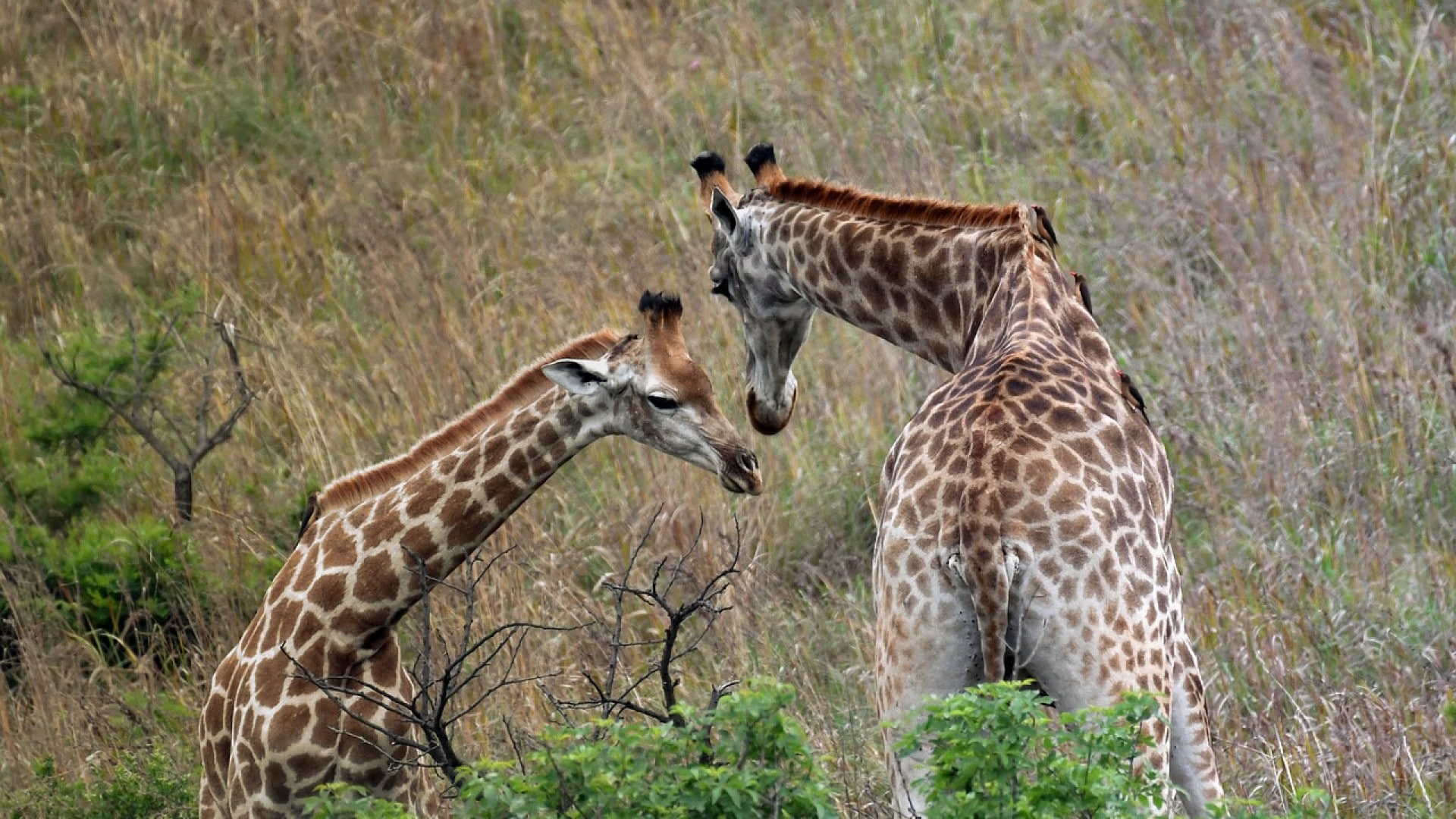 Voyager en Afrique de l'Est, quel pays visiter ?