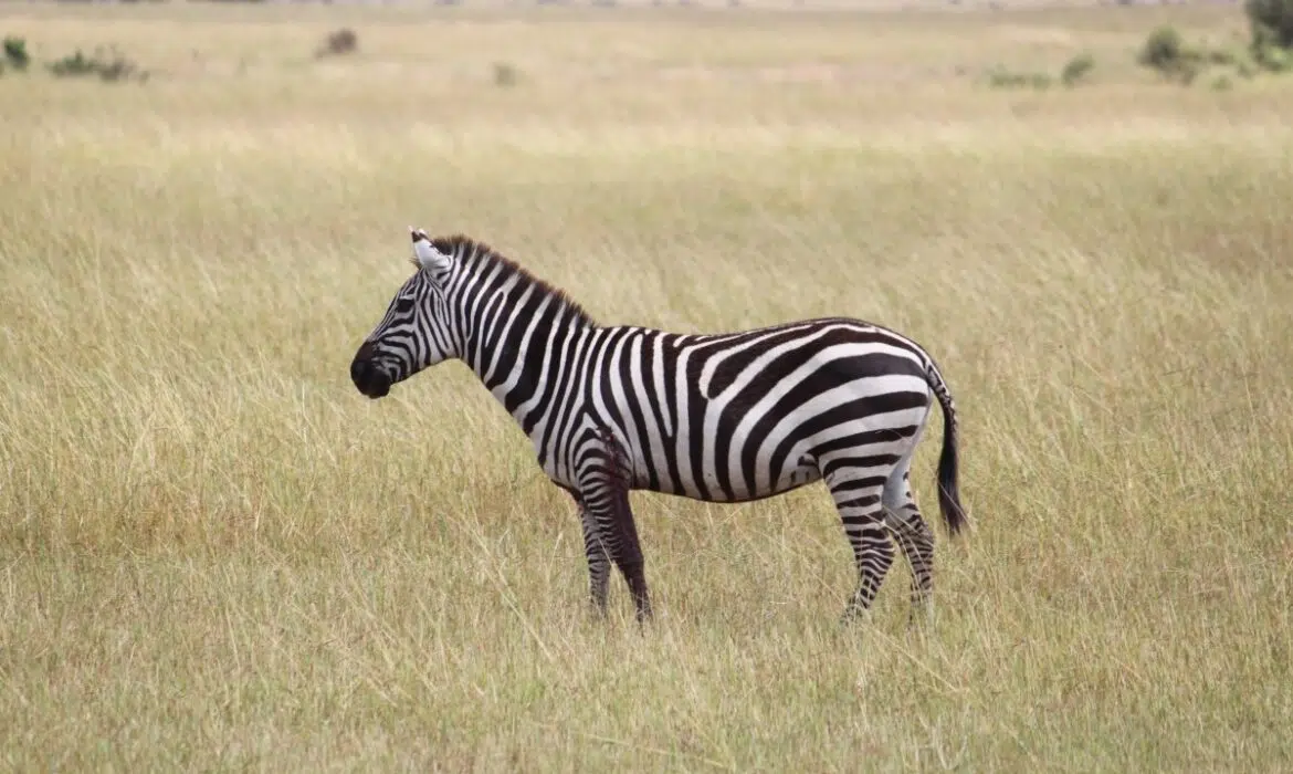 Quelques endroits à découvrir lors d’un voyage en Afrique