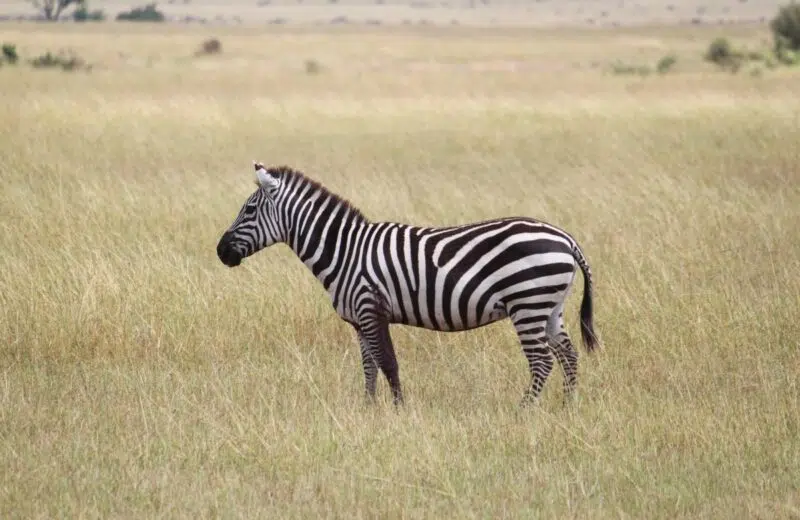 Quelques endroits à découvrir lors d’un voyage en Afrique